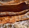 The Stone Cedar