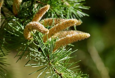 The Stone Cedar
