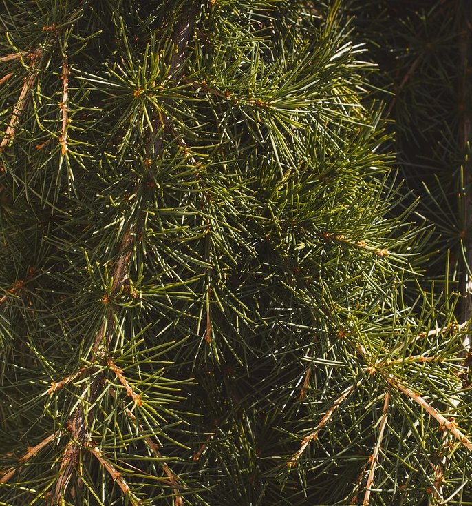 The Stone Cedar