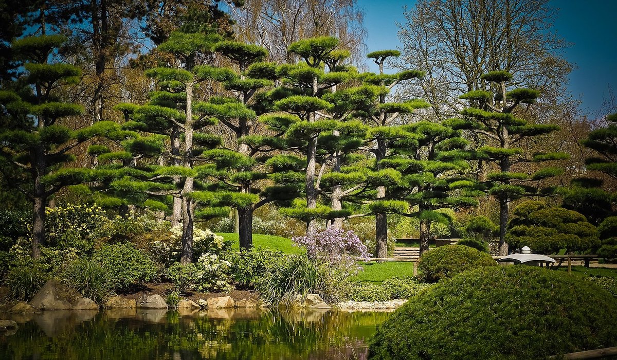 The Stone Cedar