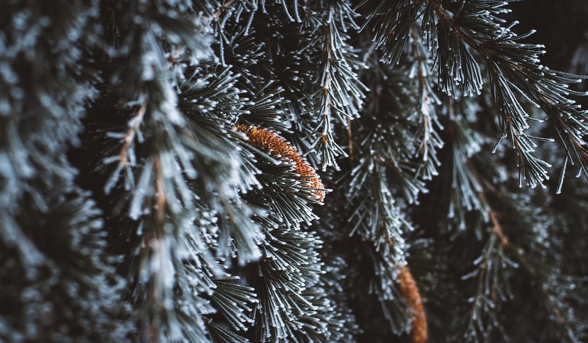 The Stone Cedar